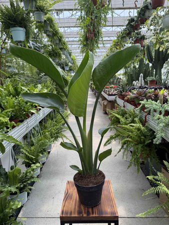 STRELITZIA NICOLAI P13