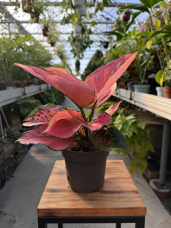 AGLAONEMA ROSE RED P12