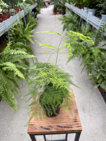 ASPARAGUS PLUMOSUS P10