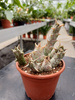 ORBENA DECAISNEANA VARIEGATA P8,5
