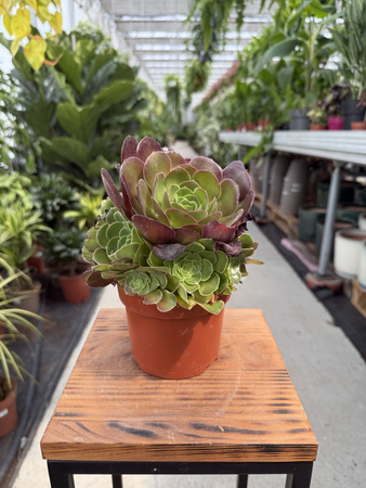 AEONIUM ARBOREUM VELOURS P12