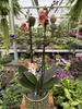 PHALENOPSIS LIMITED 53 P12