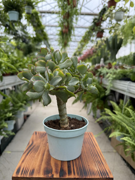 CRASSULA  ARBORESCENS P12