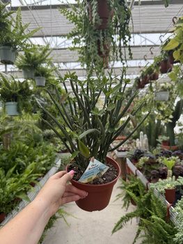 EUPHORBIA PHOSPHOREA P15