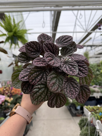 PEPEROMIA LUCINDA P12