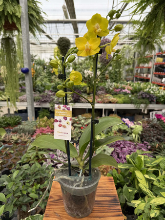 PHALENOPSIS LIMITED 16 P12
