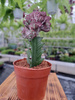 EUPHORBIA CRISTATA P10