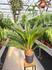 CYCAS P21