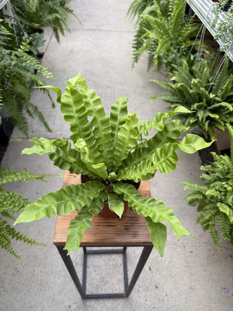 PAPROĆ ASPLENIUM CRISPY WAVE P12.