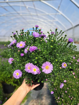 ASTER NOWOBELGIJSKI MAGIC LAVENDER P13 - LAWENDOWY