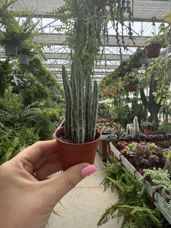 SENECIO STAPELIFORMIS P5,5