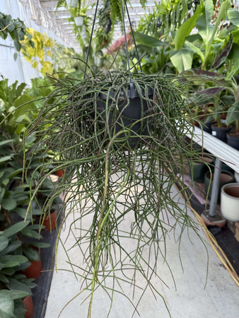 RHIPSALIS FLOCCOSA P17