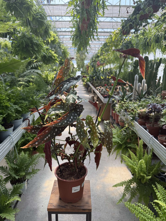 BEGONIA MACULATA  P17