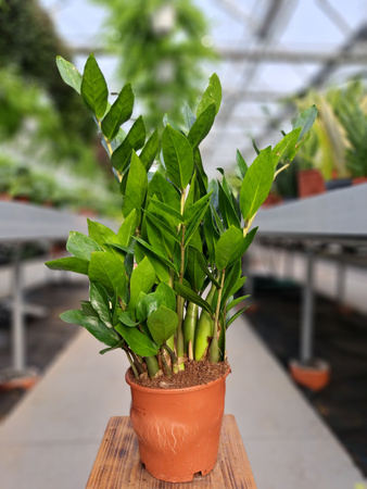 ZAMIOCULCAS ZAMIFOLIA P14