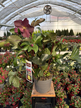 CIEMIERNIK EARLY RED P19