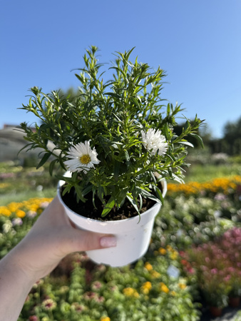 ASTER NOWOBELGIJSKI MAGIC WHITE P13 - BIAŁY