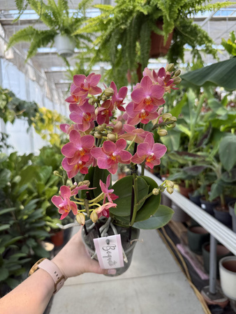 PHALENOPSIS ORANGE CHARME P12