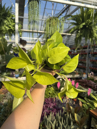 EPIPREMNUM GOLDEN POTHOS P12