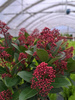 SKIMMIA RUBELLA P19