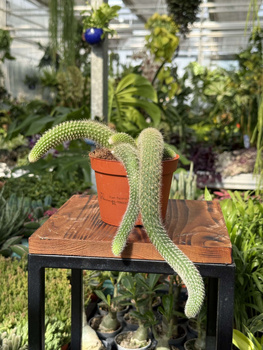 CACTUS HILDEWINTERA P11