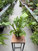 PAPROĆ ASPLENIUM NIDUS P12