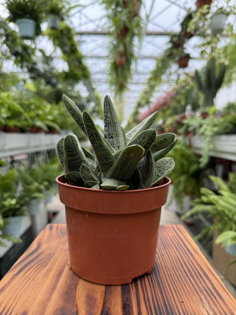 GASTERIA LITTLE WARTY P12