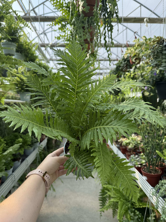 PAPROĆ BLECHNUM SILVER LADY P13