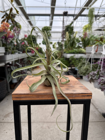 TILLANDSIA STREPTOPHYLLA P8