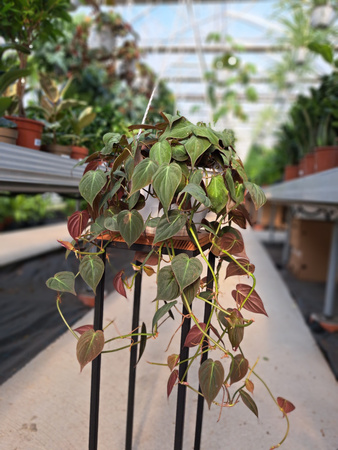 PHILODENDRON SCANDENS MICANS P20