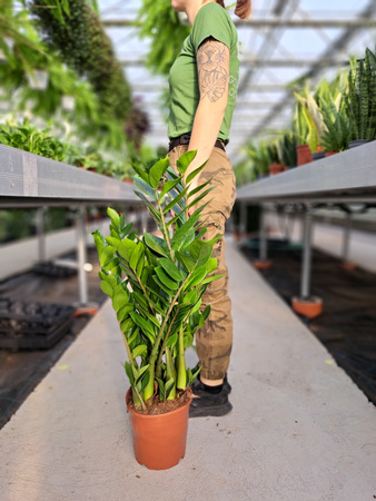 ZAMIOCULCAS ZAMIFOLIA P21