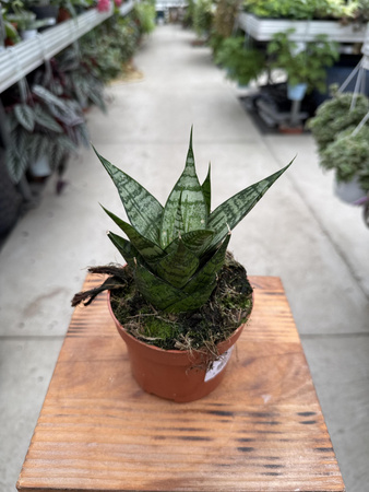 SANSEVIERIA EHRENDEL P10,5