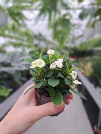 EUPHORBIA MILIANA BIAŁA P6