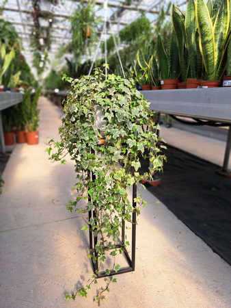 BLUSZCZ HEDERA HELIX EVE P24