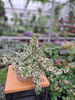 FICUS PUMILA BELLE SUNNY P12