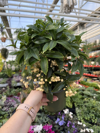 ARDISIA BIAŁA P14