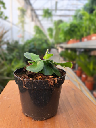 PAPROĆ HEMIONITIS ARIFOLIA P9