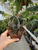 CACTUS ASTROPHYTUM P10