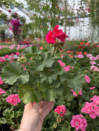 PELARGONIA STOJĄCA CIEMNORÓŻOWA ZESTAW 6 SZTUK