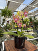 PHALENOPSIS YELLOW 2 TAK P7 MINI