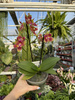 PHALENOPSIS LIMITED 11 P12