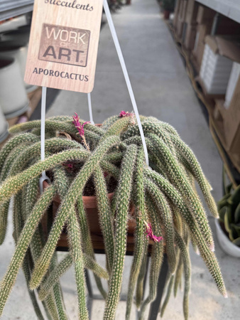 CACTUS APOROCACTUS P14