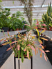 RHIPSALIS RED CORAL P14