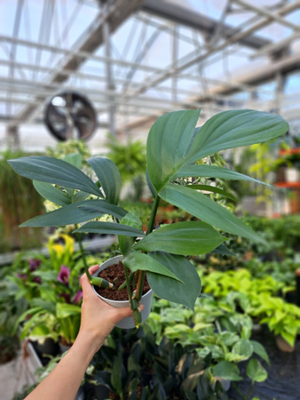 PHILODENDRON DRAGON TAIL P12