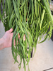 LEPISMIUM BOLIVIANUM P21