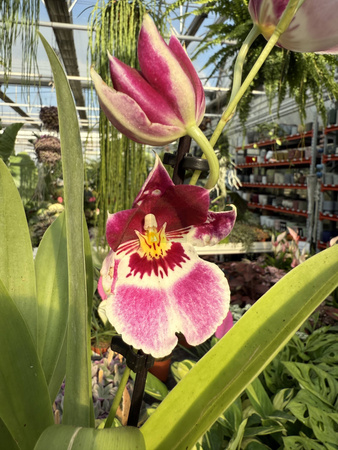 MILTONIOPSIS MIX P9