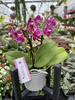 PHALENOPSIS AROMIO FRUITY MINI P7 PROMOCJA