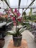 PHALENOPSIS 2 SPIKE AMORION P12