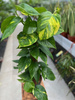EPIPREMNUM AUREUM PAL P15  H50
