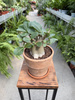 ADENIUM ANSU BAOBAB P17