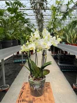 PHALENOPSIS MULTIFLORATYPES BOUETTO BEAUTY P12